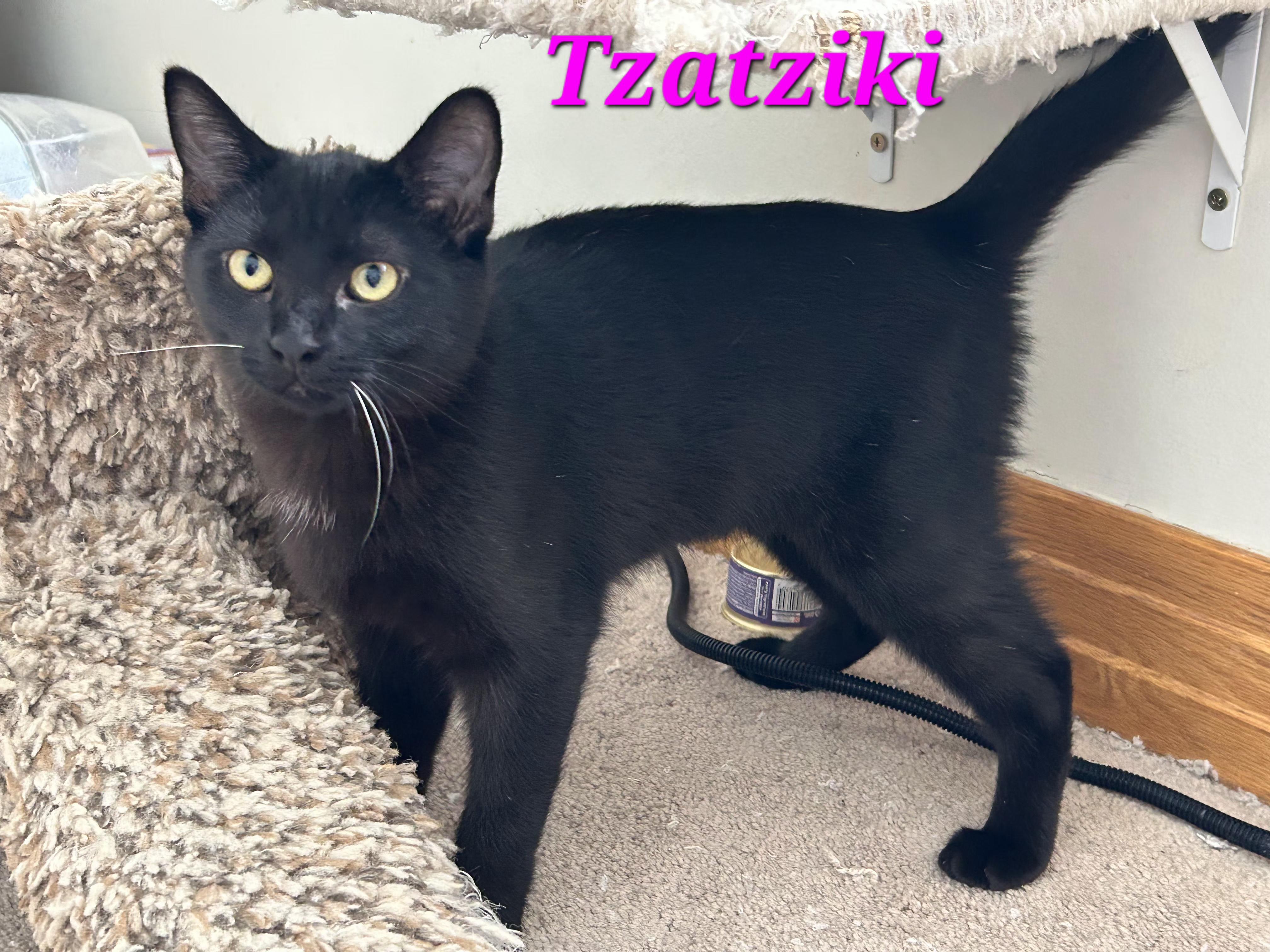 Enlarge Tzatziki and Falafel, a ADOPTABLE Domestic Short Hair in Brighton, MI image 1/6