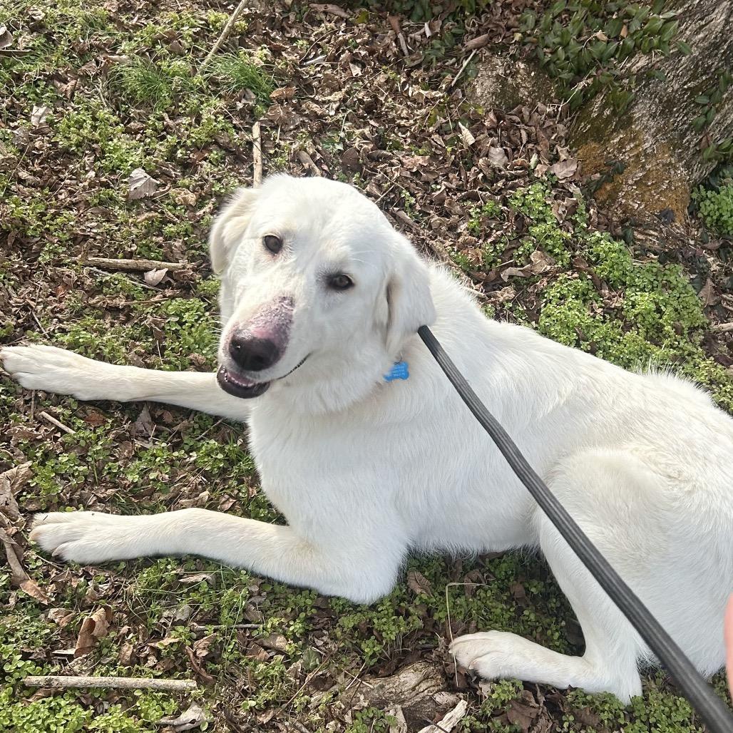 Enlarge Rosie the Riveter, a Adoptable Akbash in Johnson City, TN image 1/5