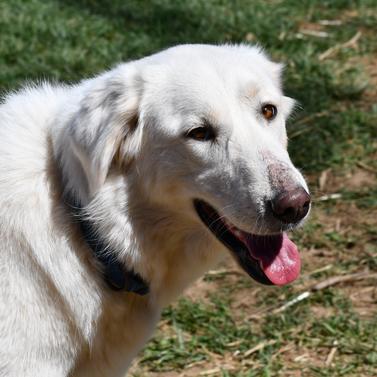Rosie the Riveter, Adoptable, Adult Female Akbash.