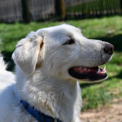 Enlarge Rosie the Riveter, a Adoptable Akbash in Johnson City, TN image 4/5