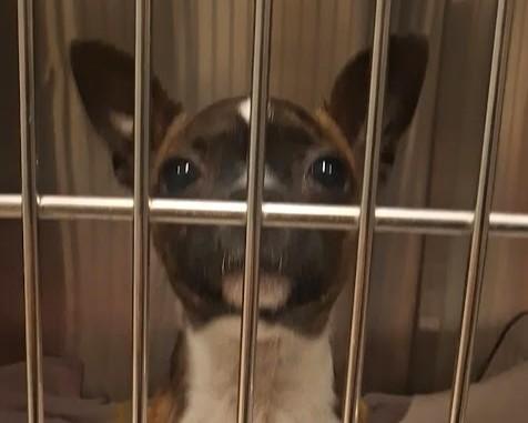 BUG, Adoptable, Puppy Female Boston Terrier.