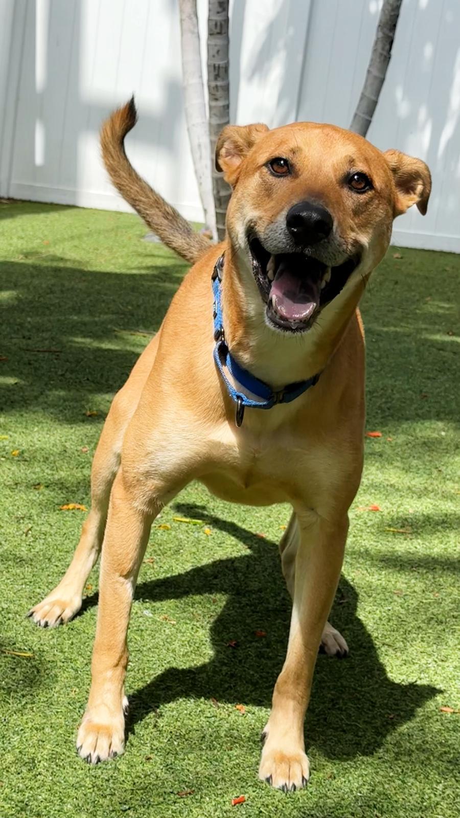 Bear, Adopted, Adult Male Hound & Labrador Retriever.