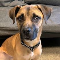 Enlarge Appa, a Adoptable mixed breed in Lansing, MI image 3/6