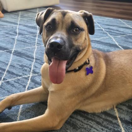 Appa, Adoptable, Young Male Mixed Breed.