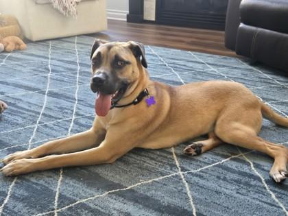 Enlarge Appa, a Adoptable mixed breed in Lansing, MI image 4/6