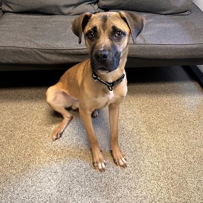 Enlarge Appa, a Adoptable mixed breed in Lansing, MI image 6/6