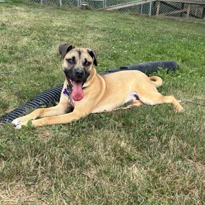 Enlarge Appa, a Adoptable mixed breed in Lansing, MI image 2/6