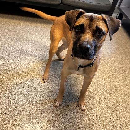 Enlarge Appa, a Adoptable mixed breed in Lansing, MI image 5/6
