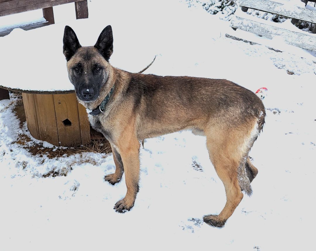 Milo, Adopted, Young Male Belgian Shepherd / Malinois.