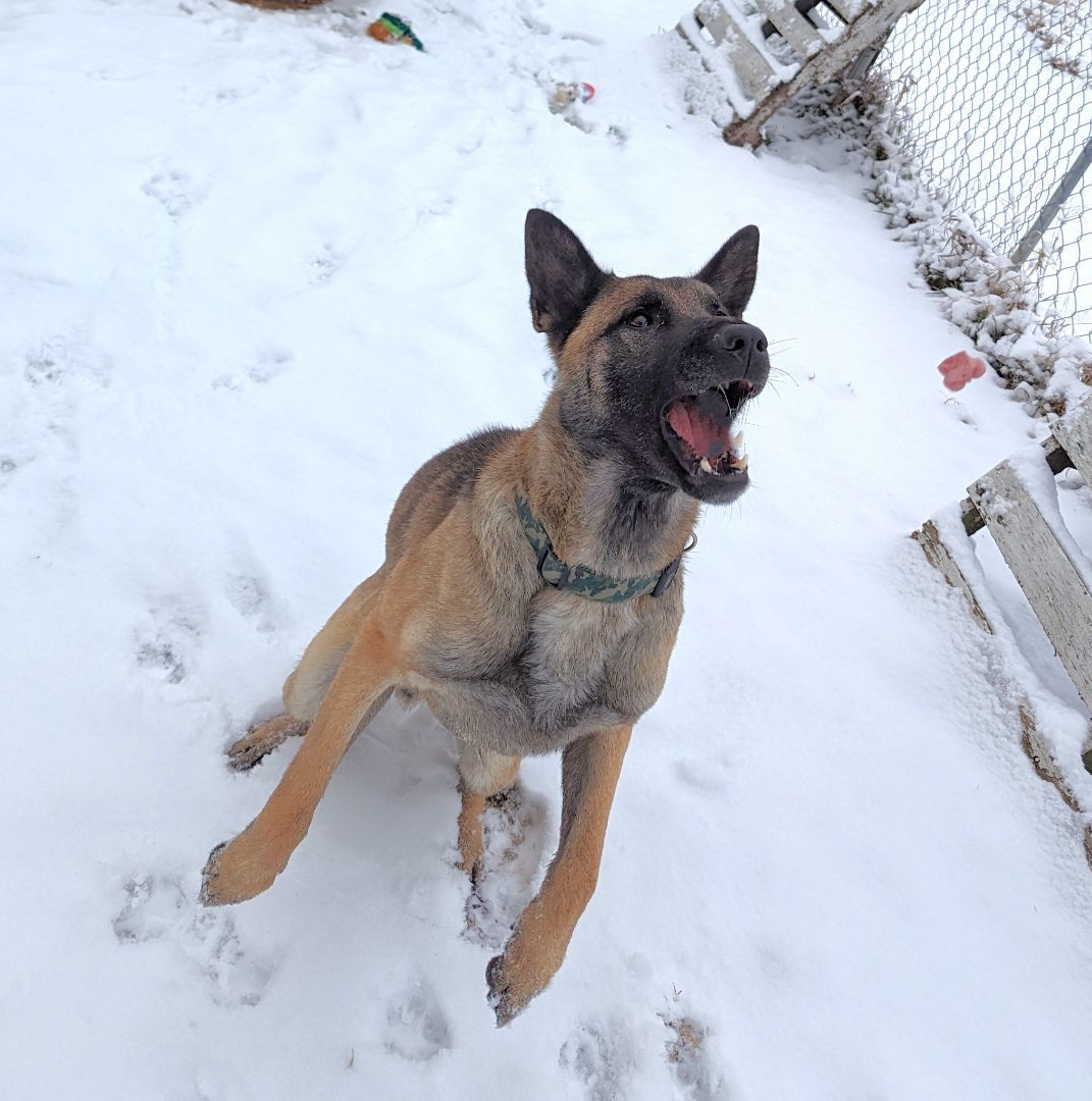Enlarge Milo, a Adopted Belgian Shepherd / Malinois in Falls City, NE image 2/3
