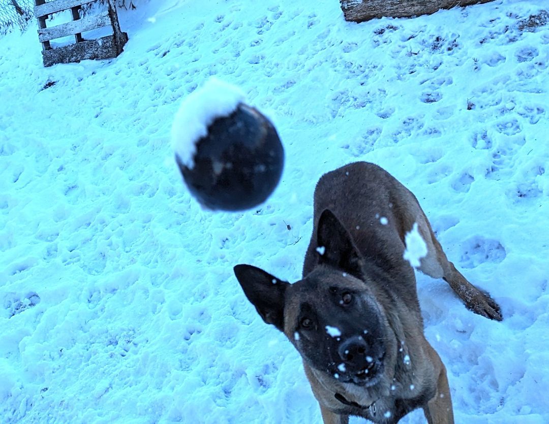 Milo, Adopted, Young Male Belgian Shepherd / Malinois.