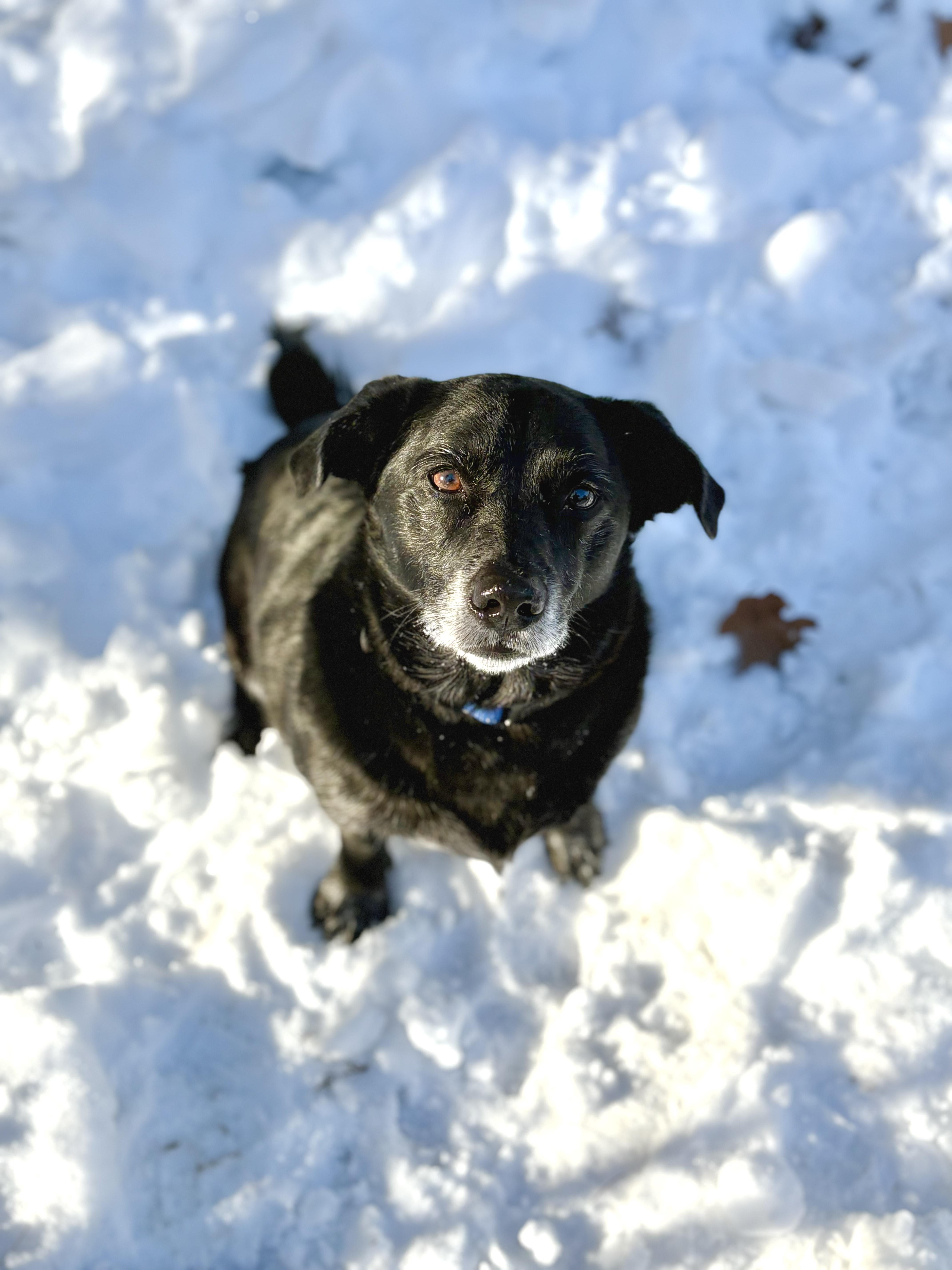 Quinn w/ Harley, ADOPTABLE, Adult Male Corgi.