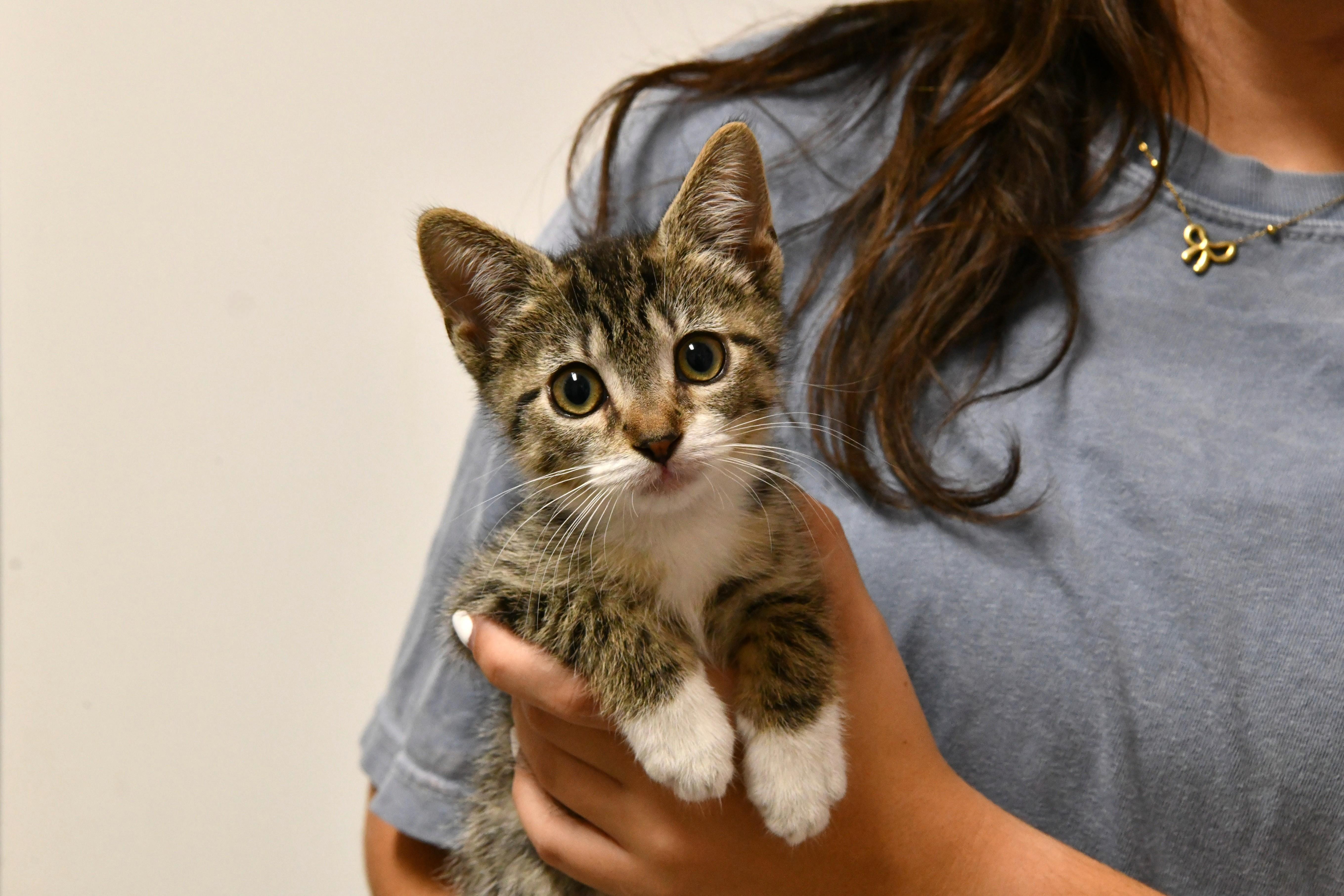 Carlos (FeLeuk pos.), ADOPTABLE, Young Male Domestic Short Hair.