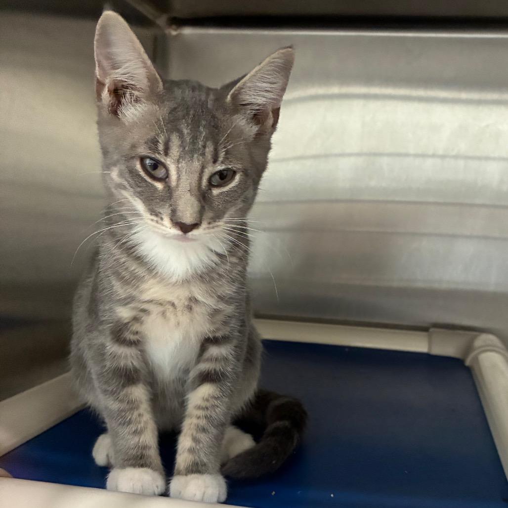 Cindy Clawford, Adoptable, Kitten Female Domestic Short Hair.