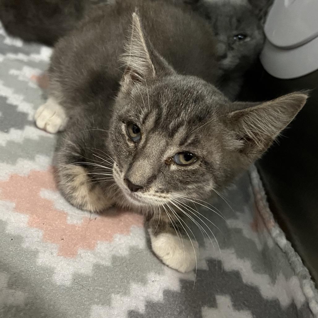 Enlarge Cindy Clawford, a Adoptable Domestic Short Hair in Richmond Hill, GA image 2/2