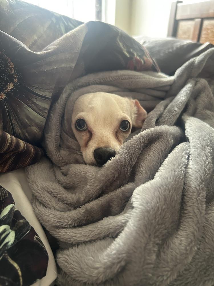 Lady Gaga, Adoptable, Senior Female Chihuahua & Dachshund.