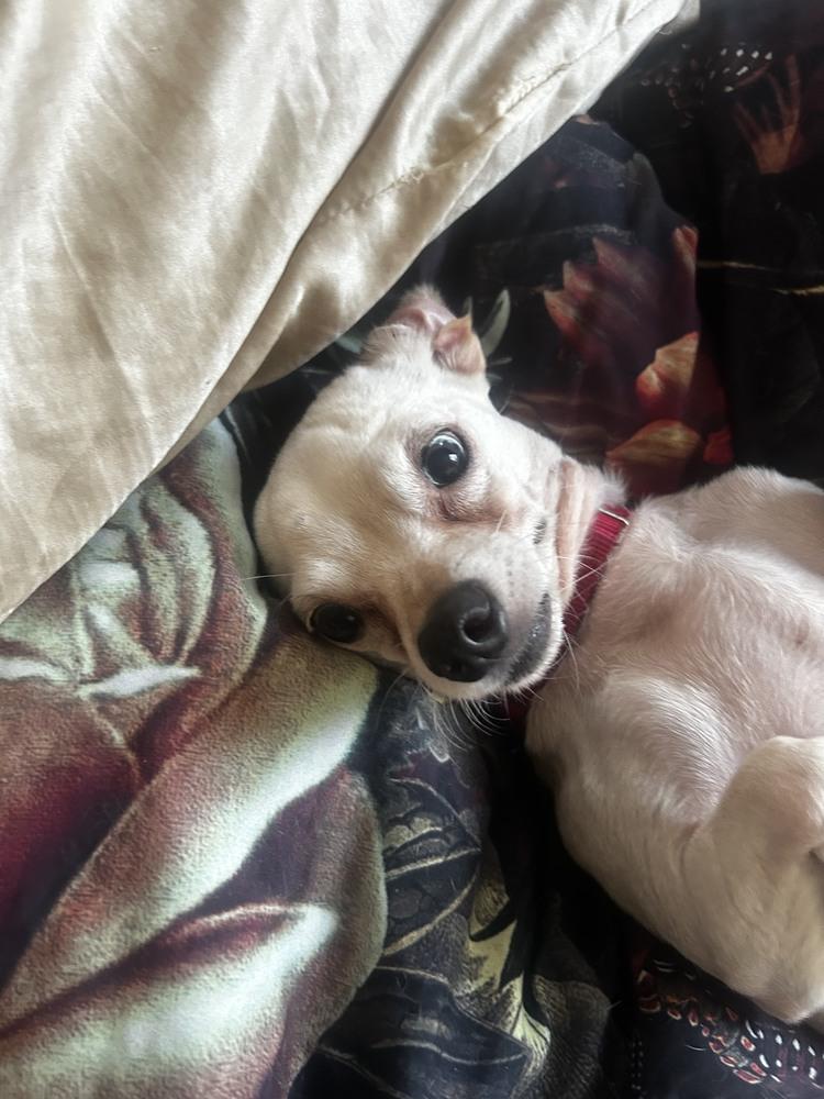 Lady Gaga, a Adoptable mixed breed in Manhattan, NY image 2/3