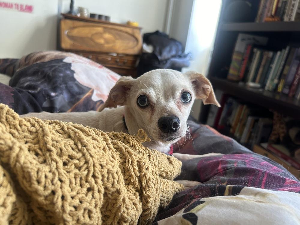 Lady Gaga, a Adoptable mixed breed in Manhattan, NY image 3/3