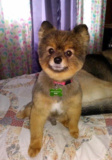 Capone, Adopted, Senior Male Pomeranian.