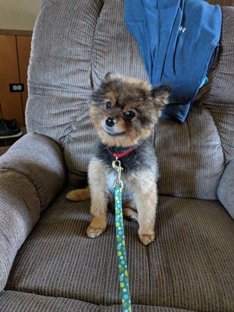 Enlarge Capone, a Adopted Pomeranian in Valparaiso, IN image 2/2