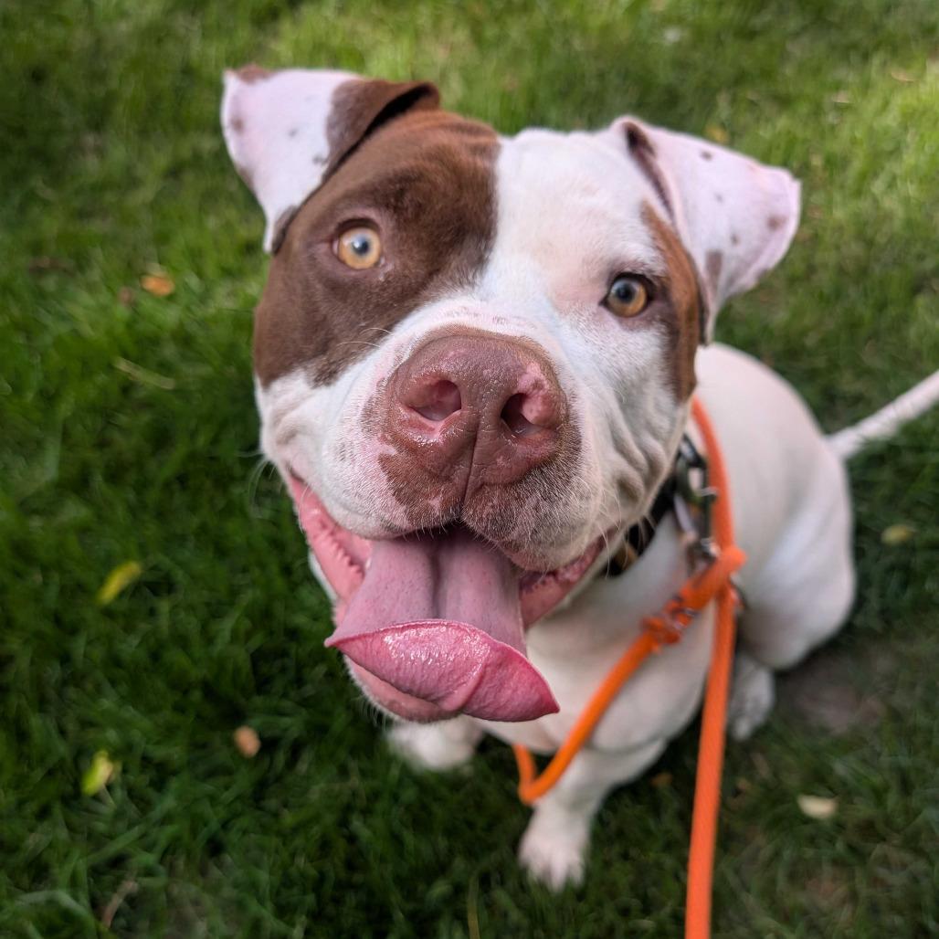 Enlarge McGee, a Adoptable American Staffordshire Terrier in Grand Rapids, MI image 1/6