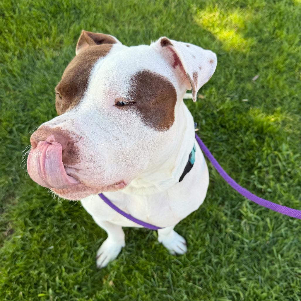 Enlarge McGee, a Adoptable American Staffordshire Terrier in Grand Rapids, MI image 4/6