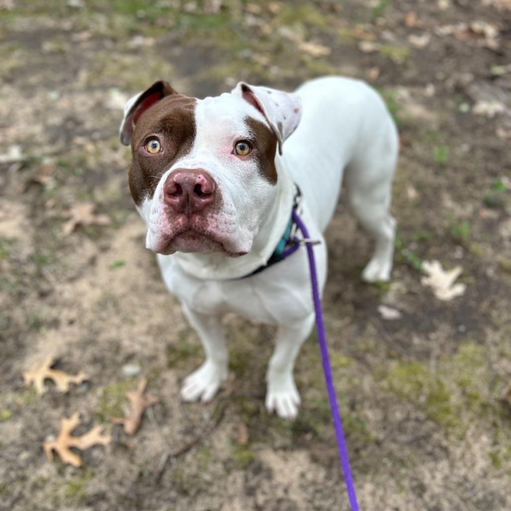 McGee, a Adoptable American Staffordshire Terrier in Grand Rapids, MI image 4/6