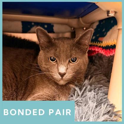 Potato, ADOPTABLE, Young Male Domestic Short Hair.