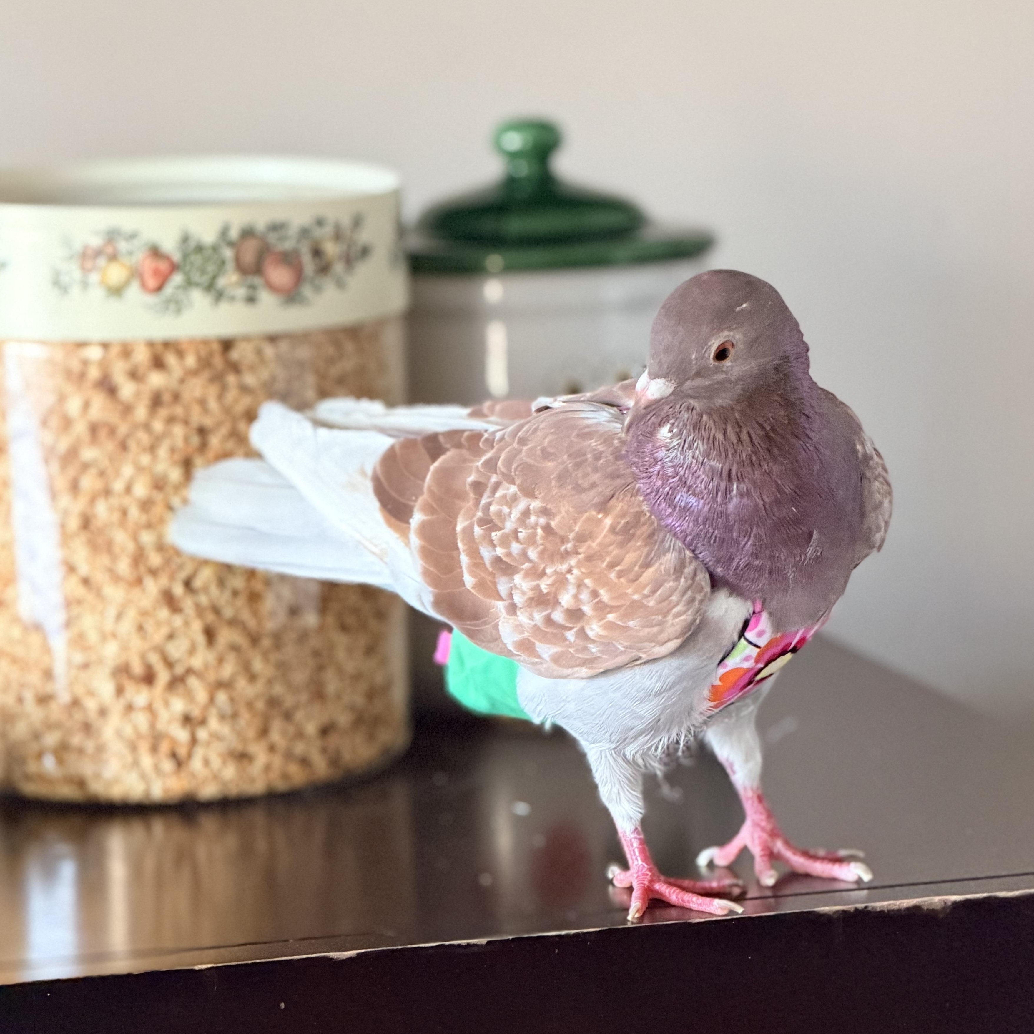 Enlarge Bronwyn, an adopted Pigeon in Chicago, IL image 5/5