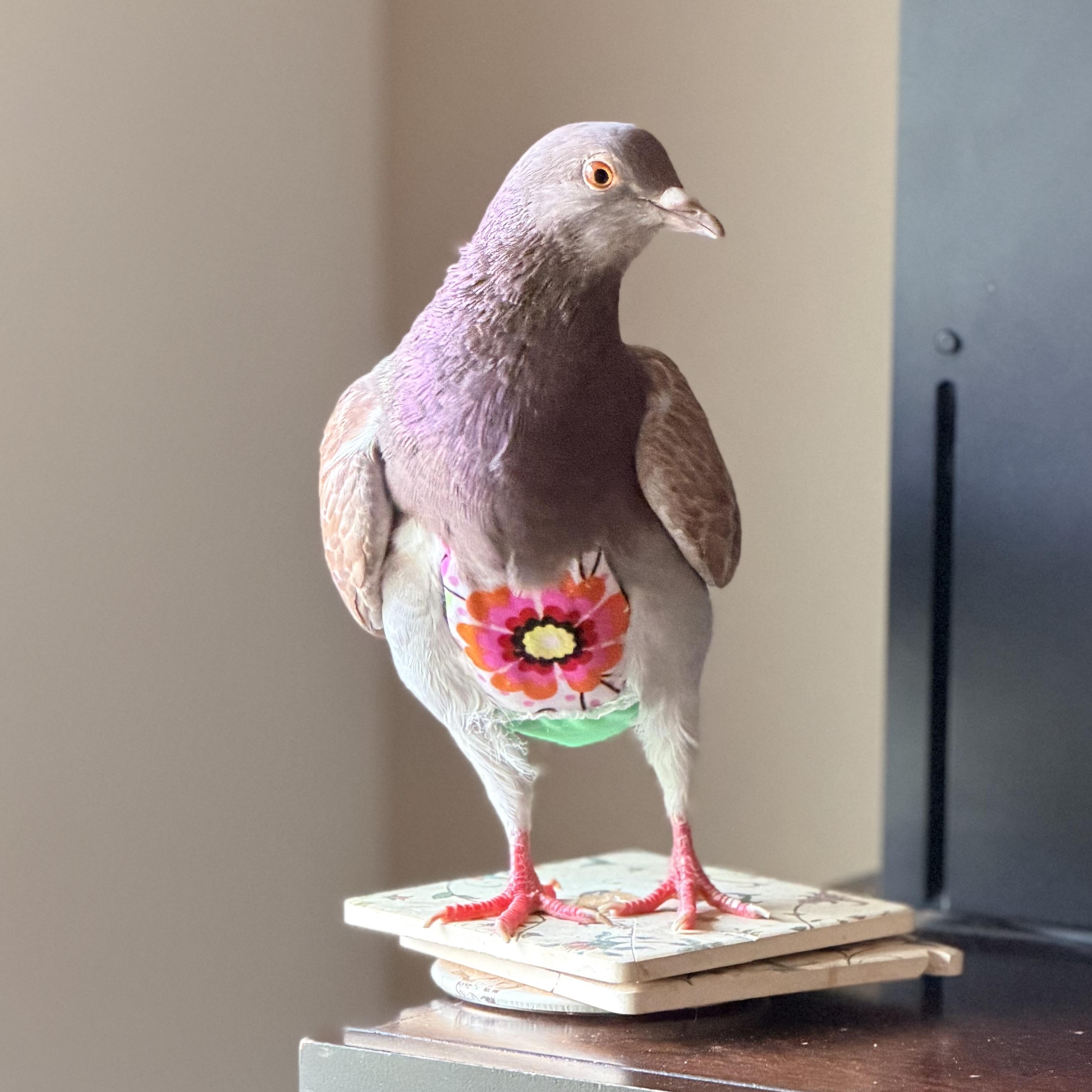 Enlarge Bronwyn, an adopted Pigeon in Chicago, IL image 3/5