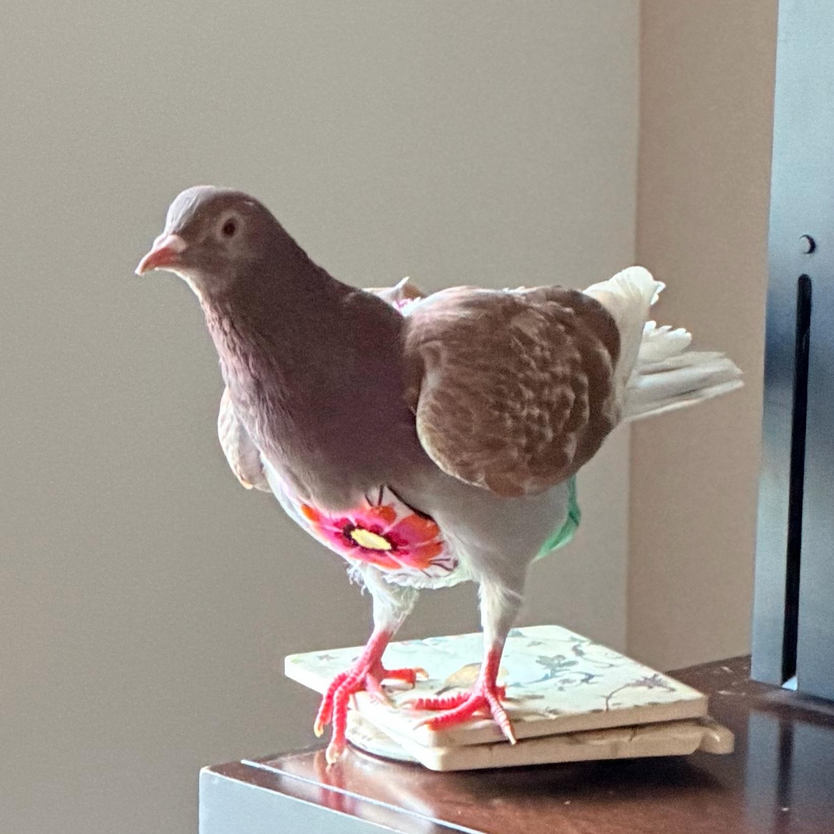 Bronwyn, adopted, Adult Female Pigeon.