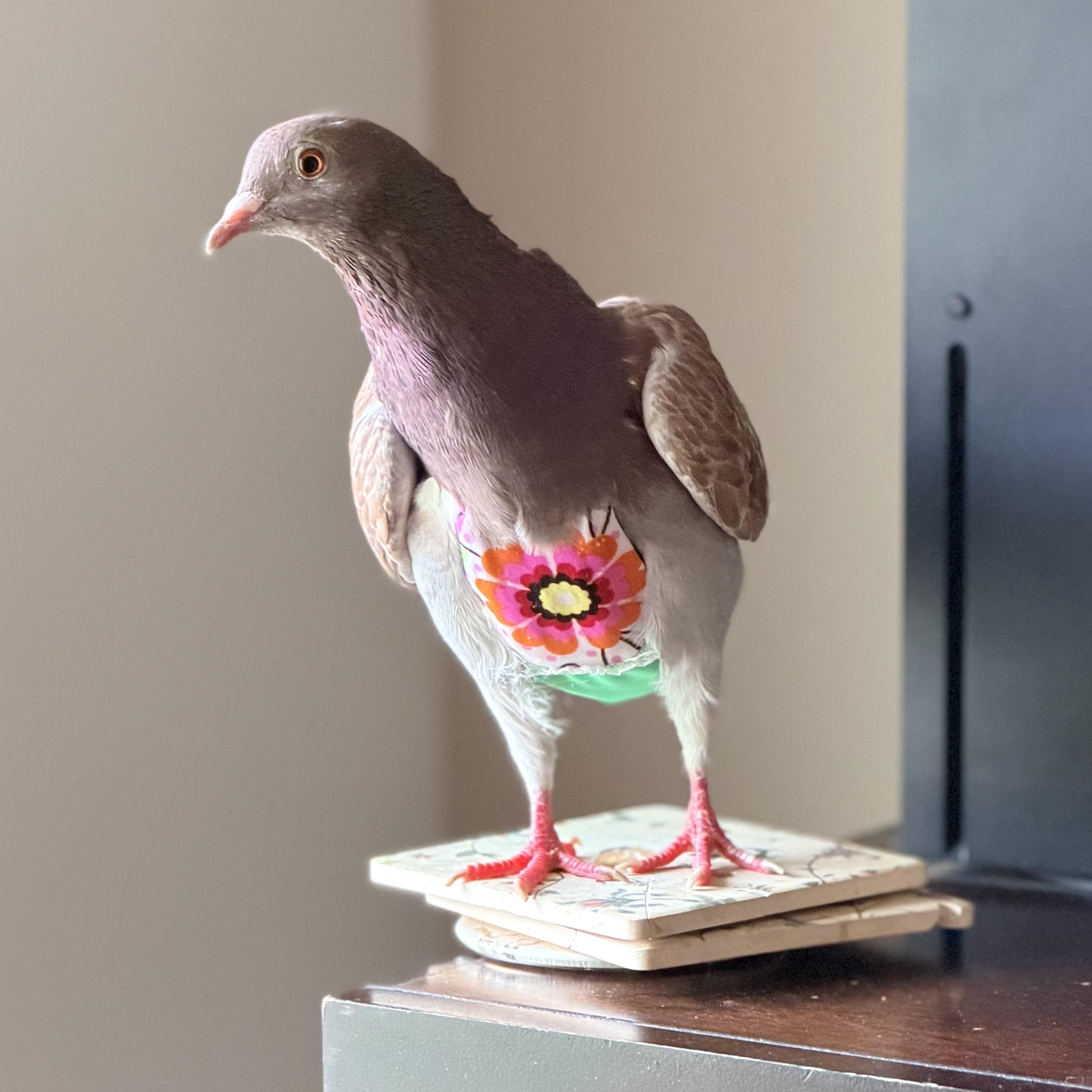 Enlarge Bronwyn, an adopted Pigeon in Chicago, IL image 2/5