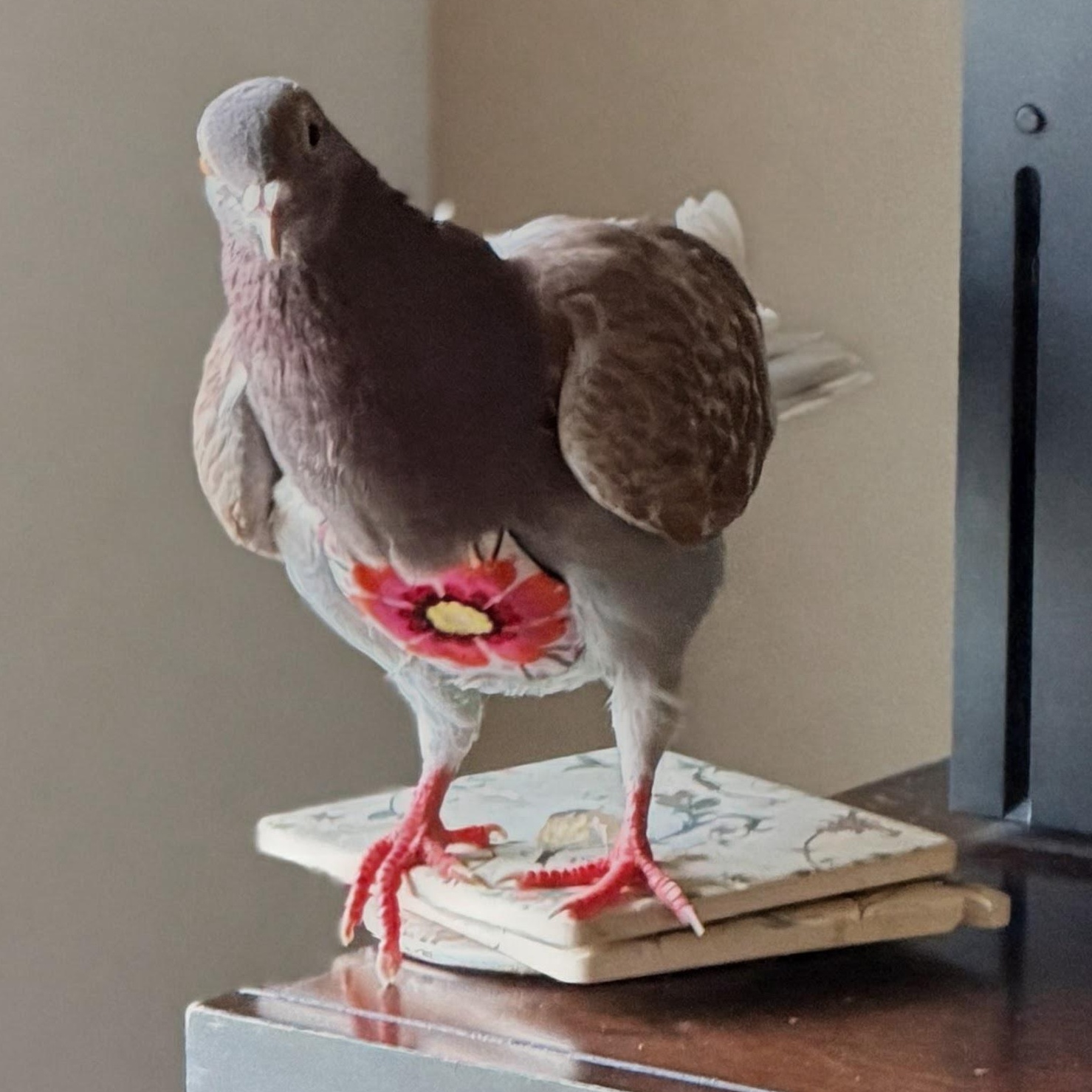 Enlarge Bronwyn, an adopted Pigeon in Chicago, IL image 4/5