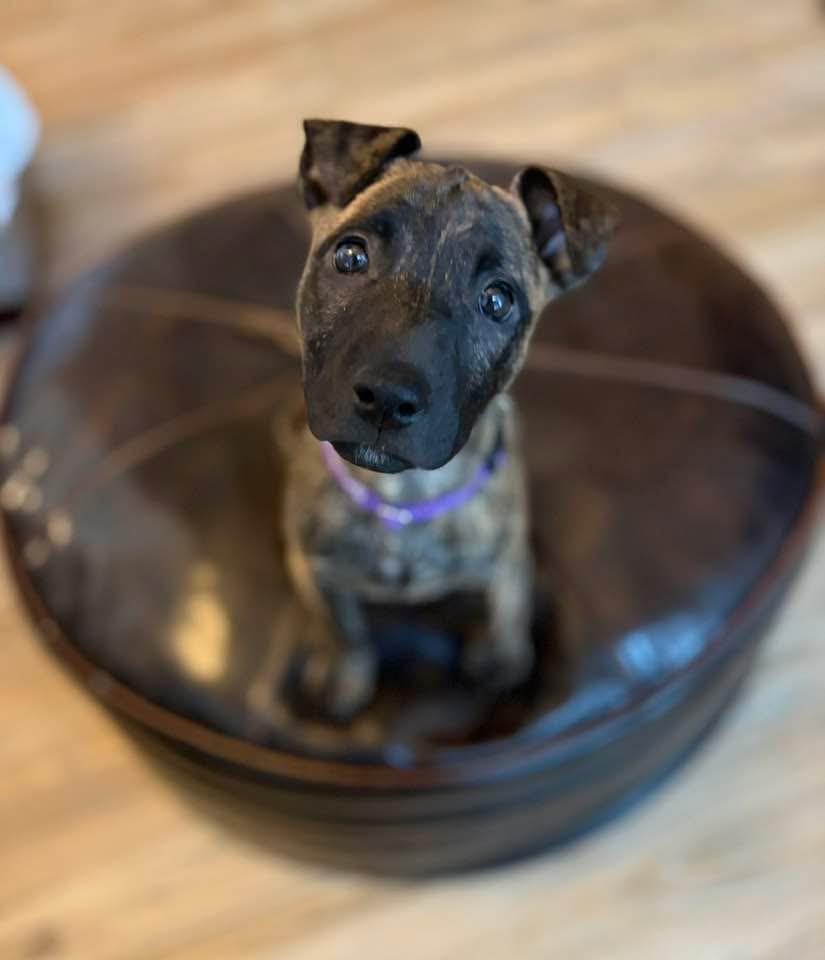 Boomer, ADOPTABLE, Puppy Male Terrier.