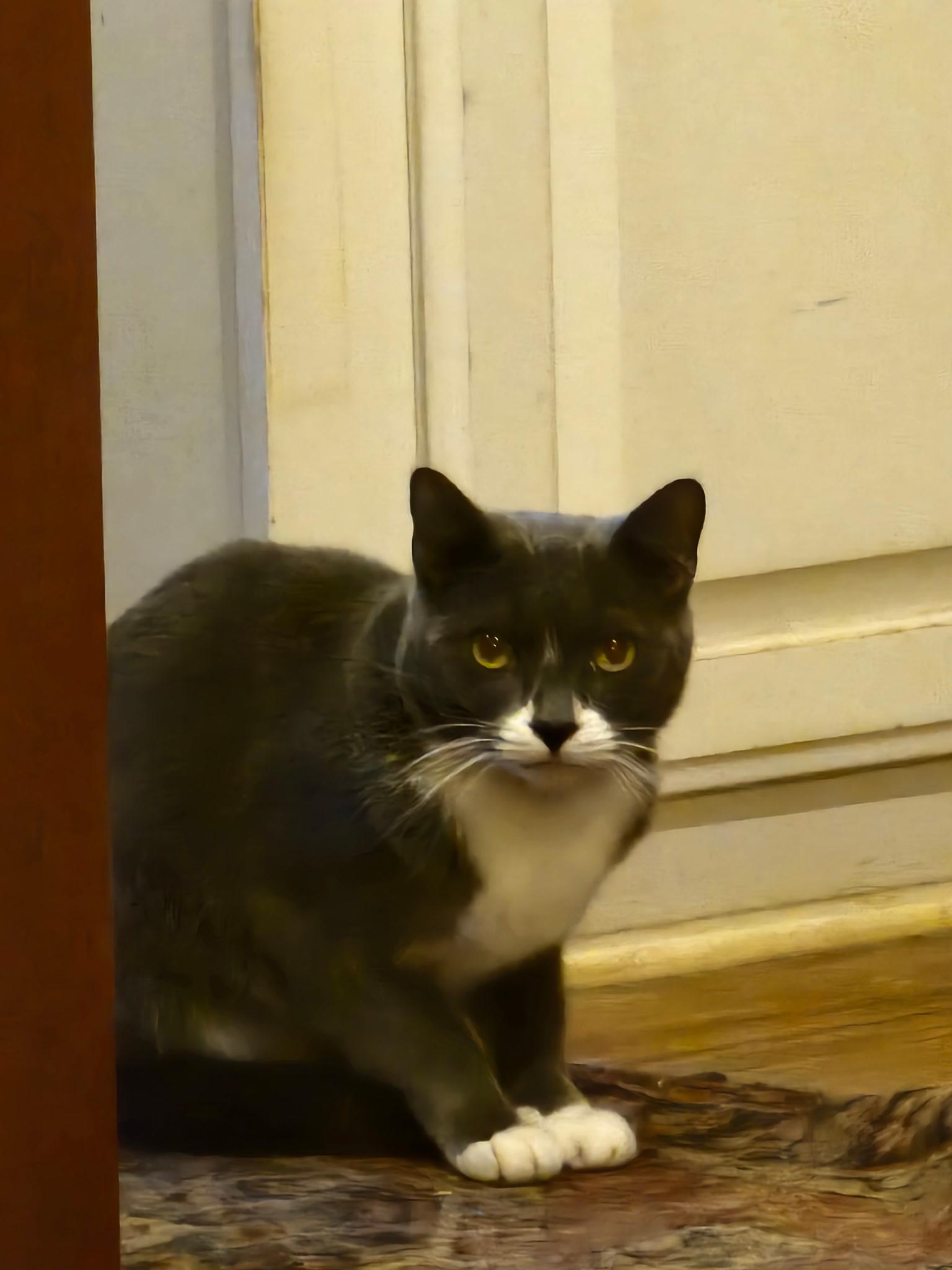 Katness, ADOPTABLE, Young Female Domestic Short Hair.