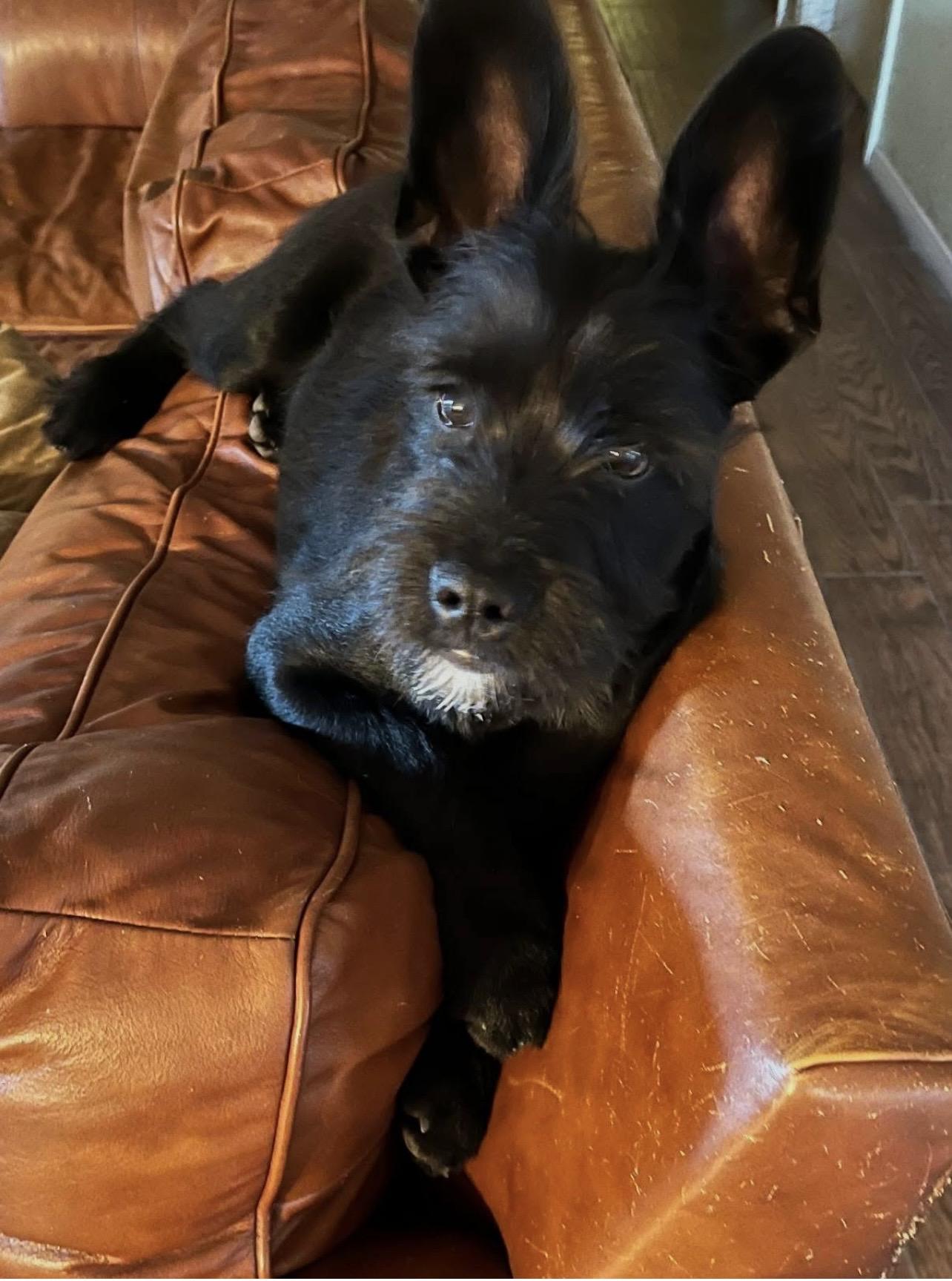 Enlarge Loki, a ADOPTABLE mixed breed in Lucerne Valley, CA image 1/2