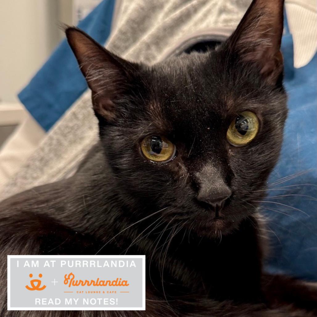 Goldfish, Adoptable, Adult Female Domestic Short Hair.