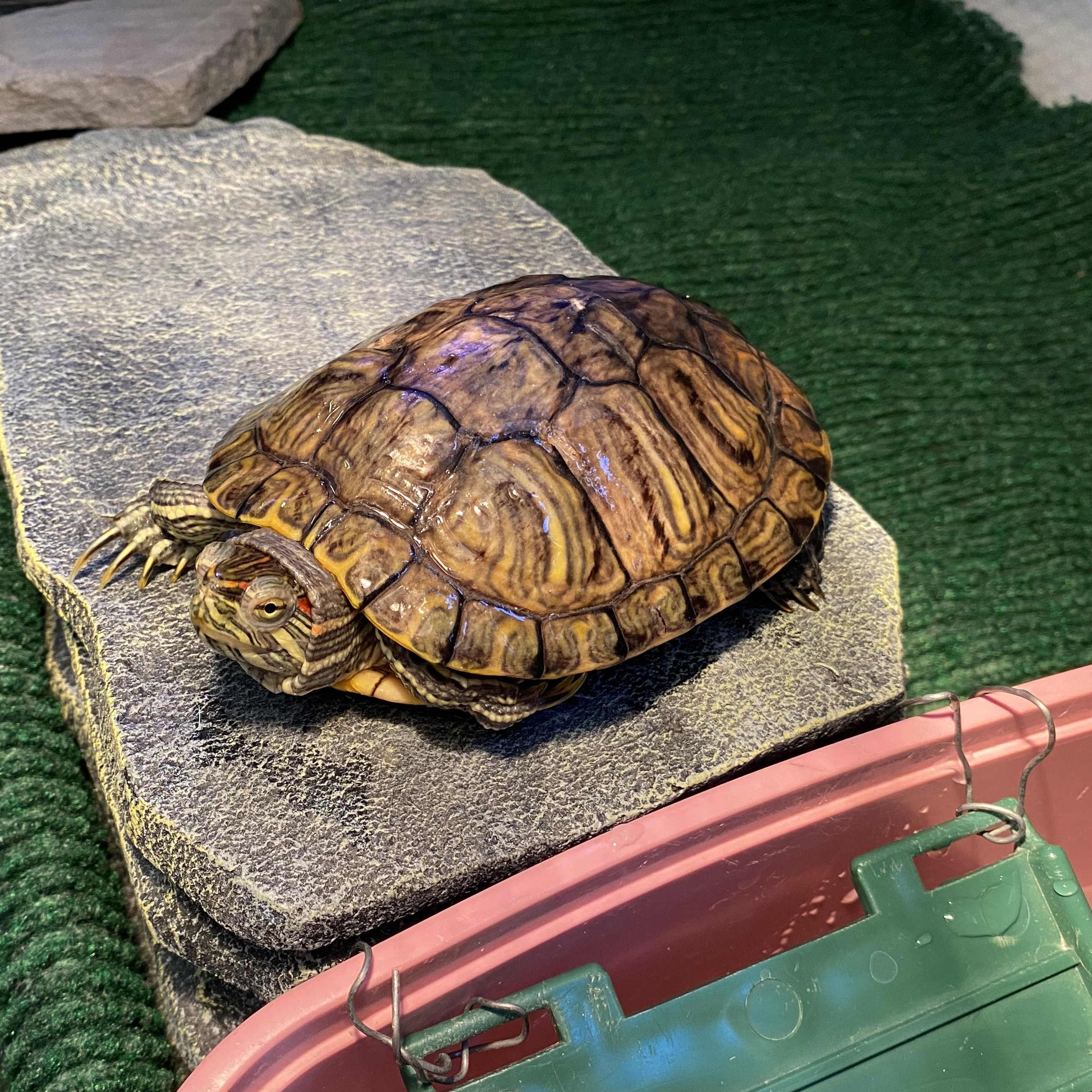 Enlarge Pickles, a Adoptable Red-Eared Slider in Middle Island, NY image 1/1
