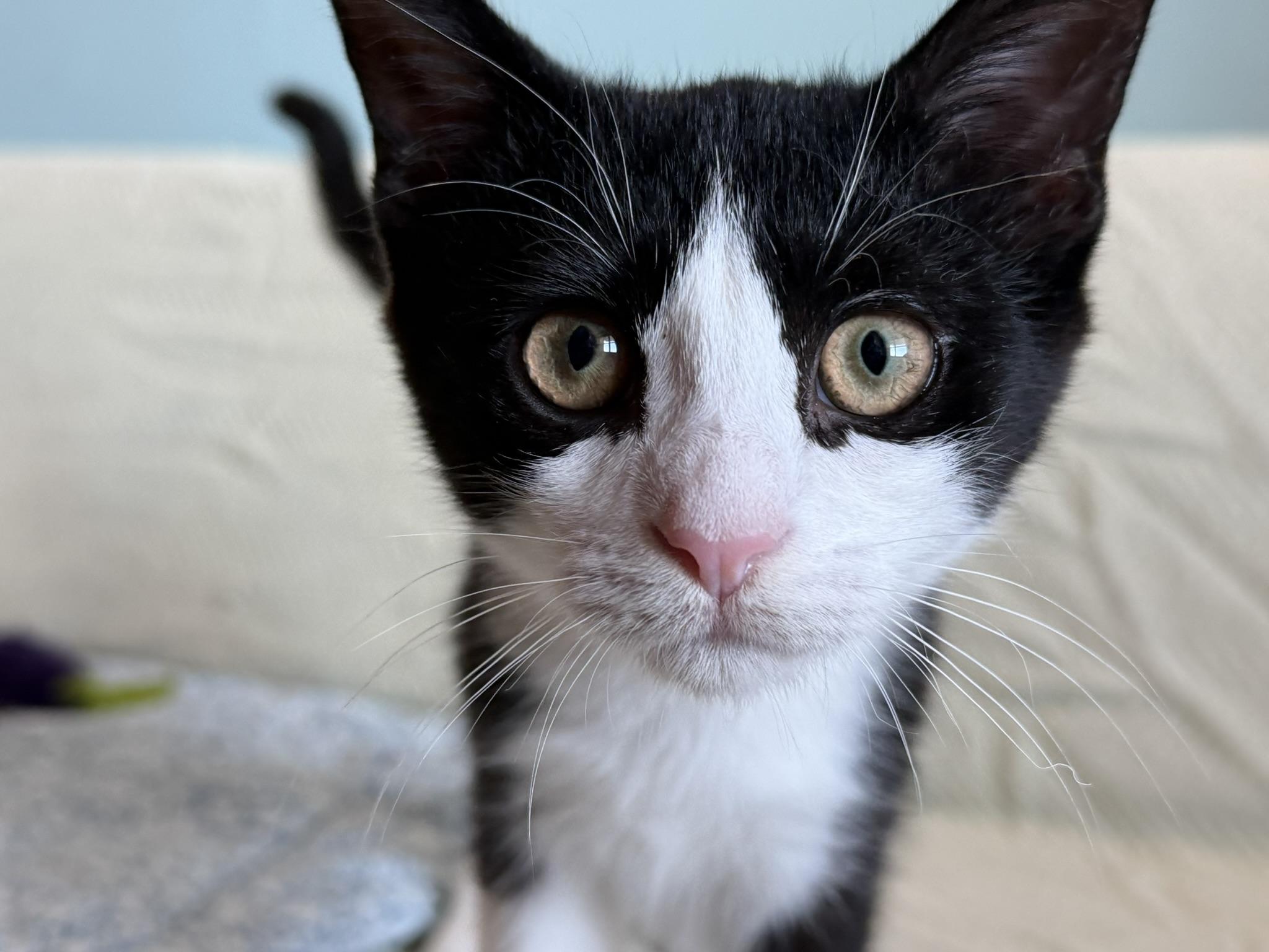 Hopper & Dosa, a Adoptable Tuxedo in Brooklyn, NY image 2/5