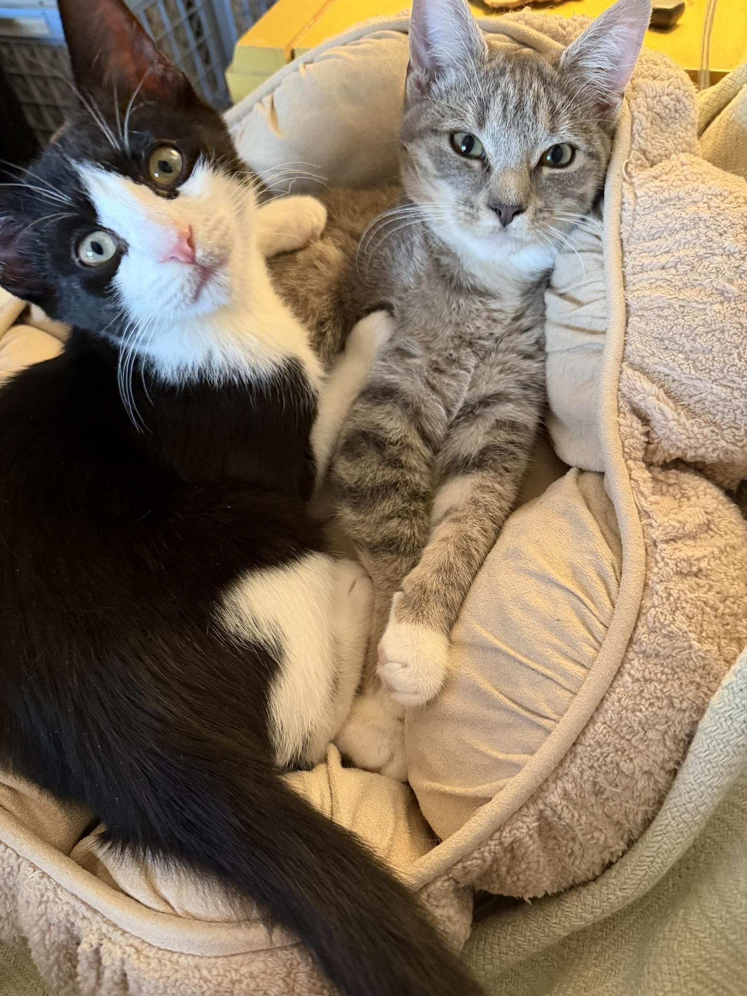 Hopper & Dosa, a Adoptable Tuxedo in Brooklyn, NY image 3/5