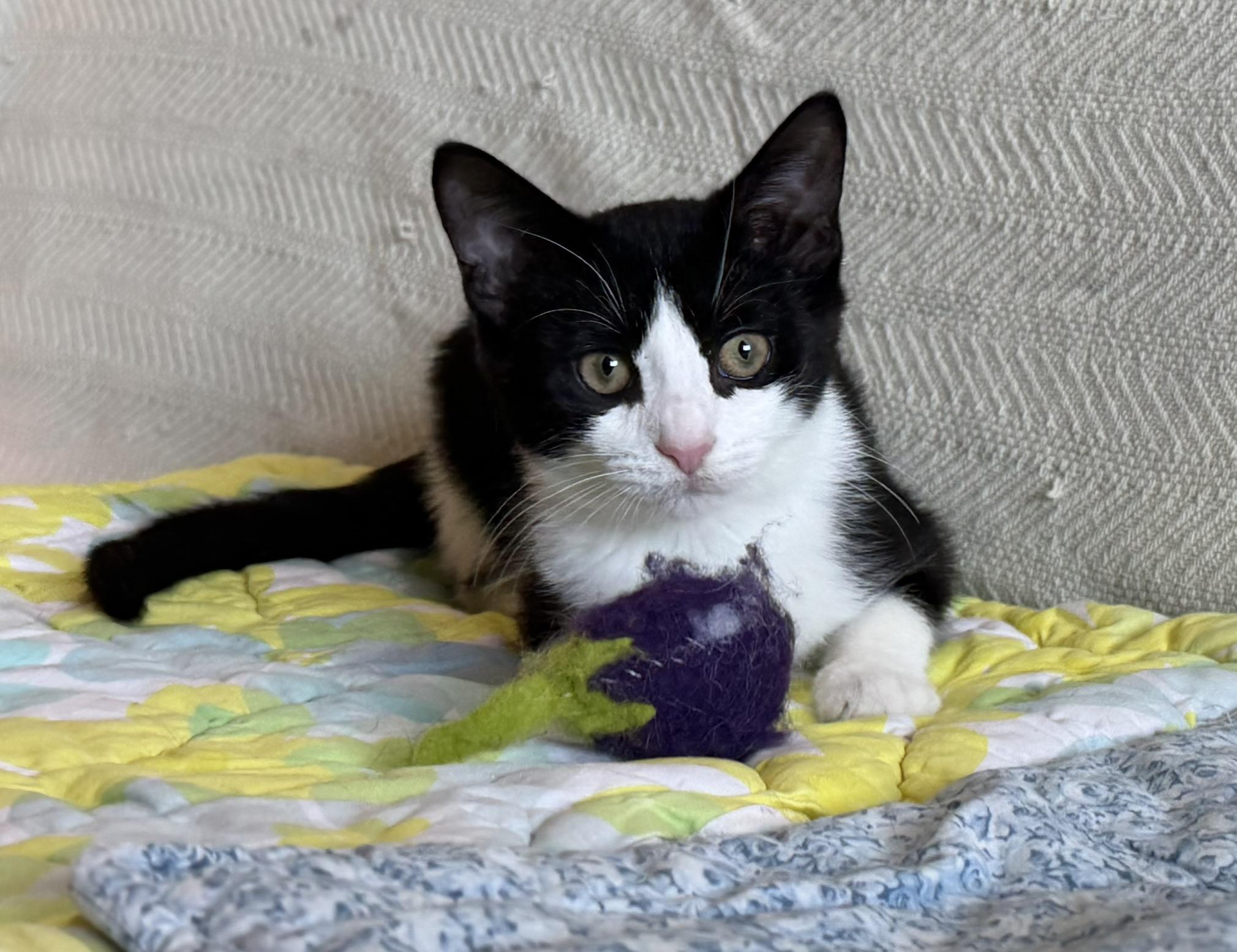Hopper & Dosa, a Adoptable Tuxedo in Brooklyn, NY image 4/5