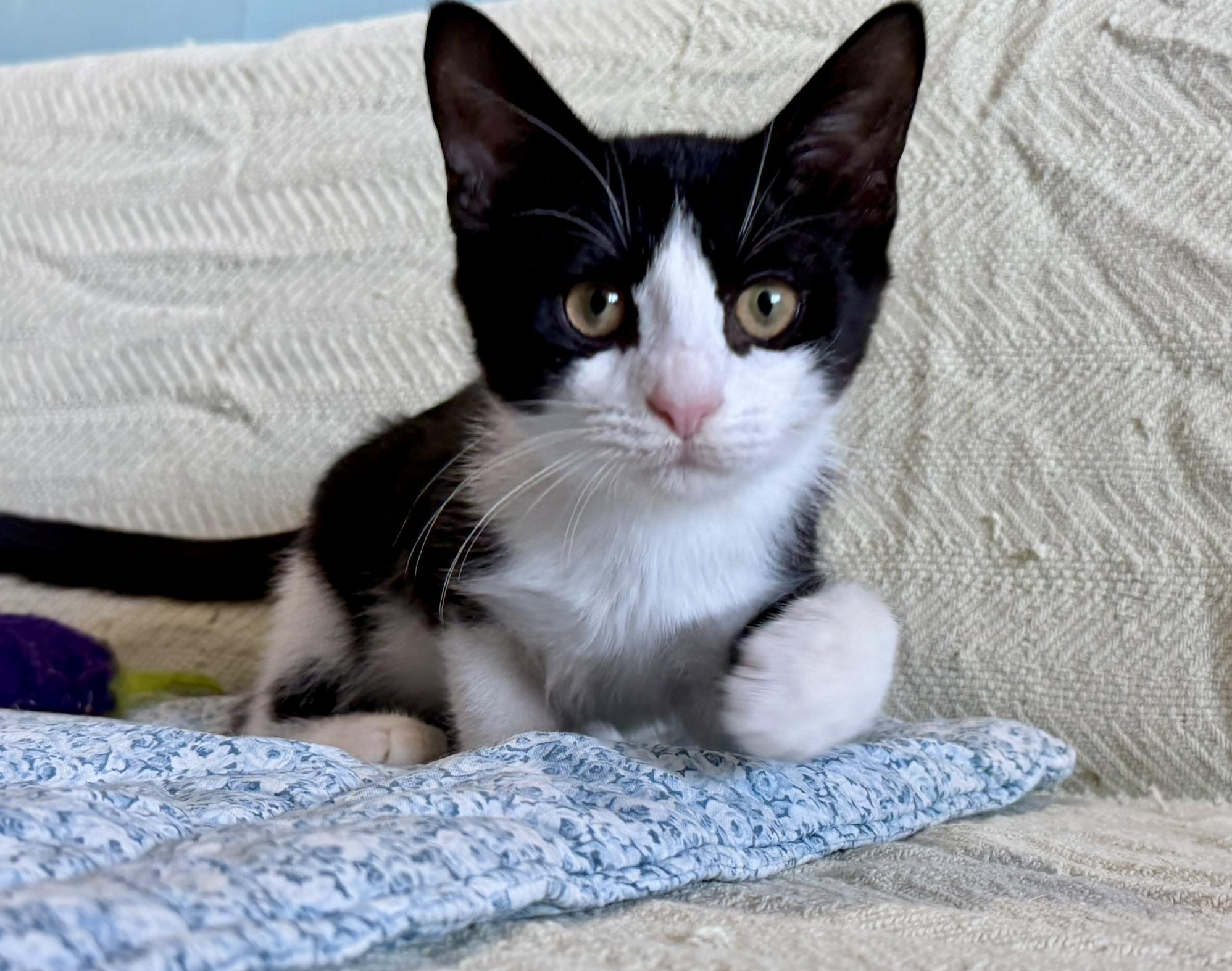 Hopper & Dosa, a Adoptable Tuxedo in Brooklyn, NY image 5/5