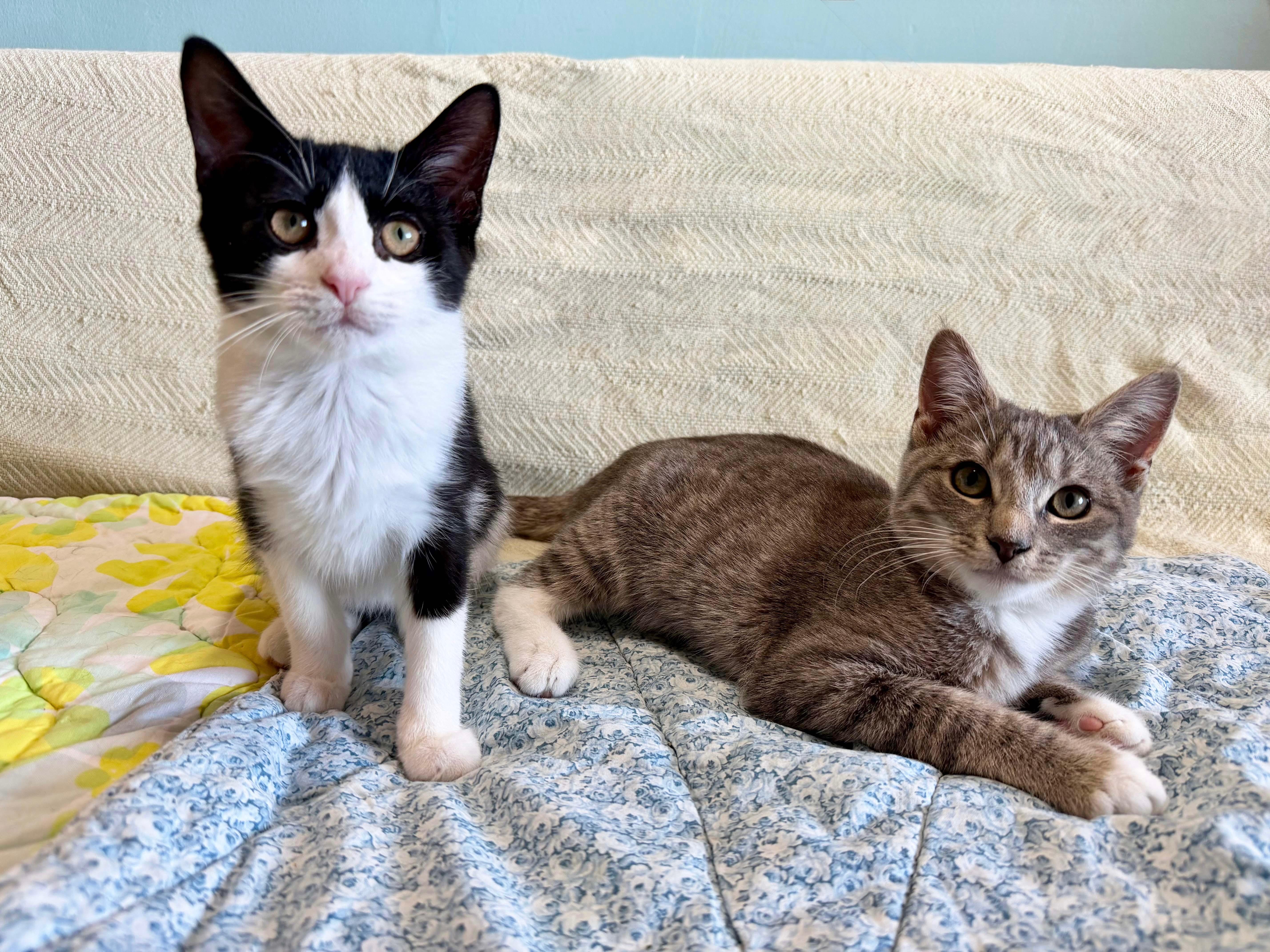 Hopper & Dosa, Adoptable, Kitten Female Tuxedo.