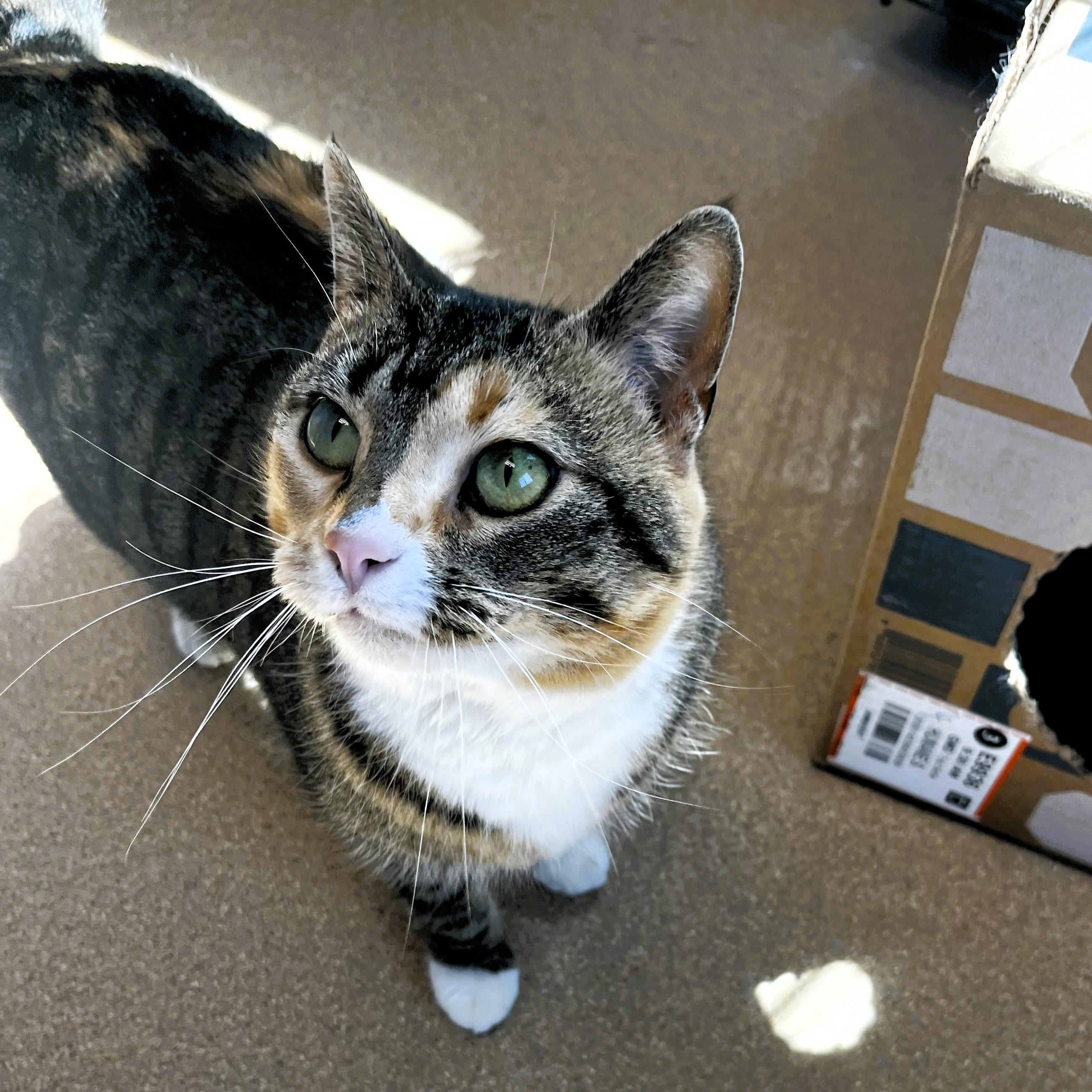 Enlarge Fauna, an adopted Domestic Short Hair in Brookings, SD image 1/2