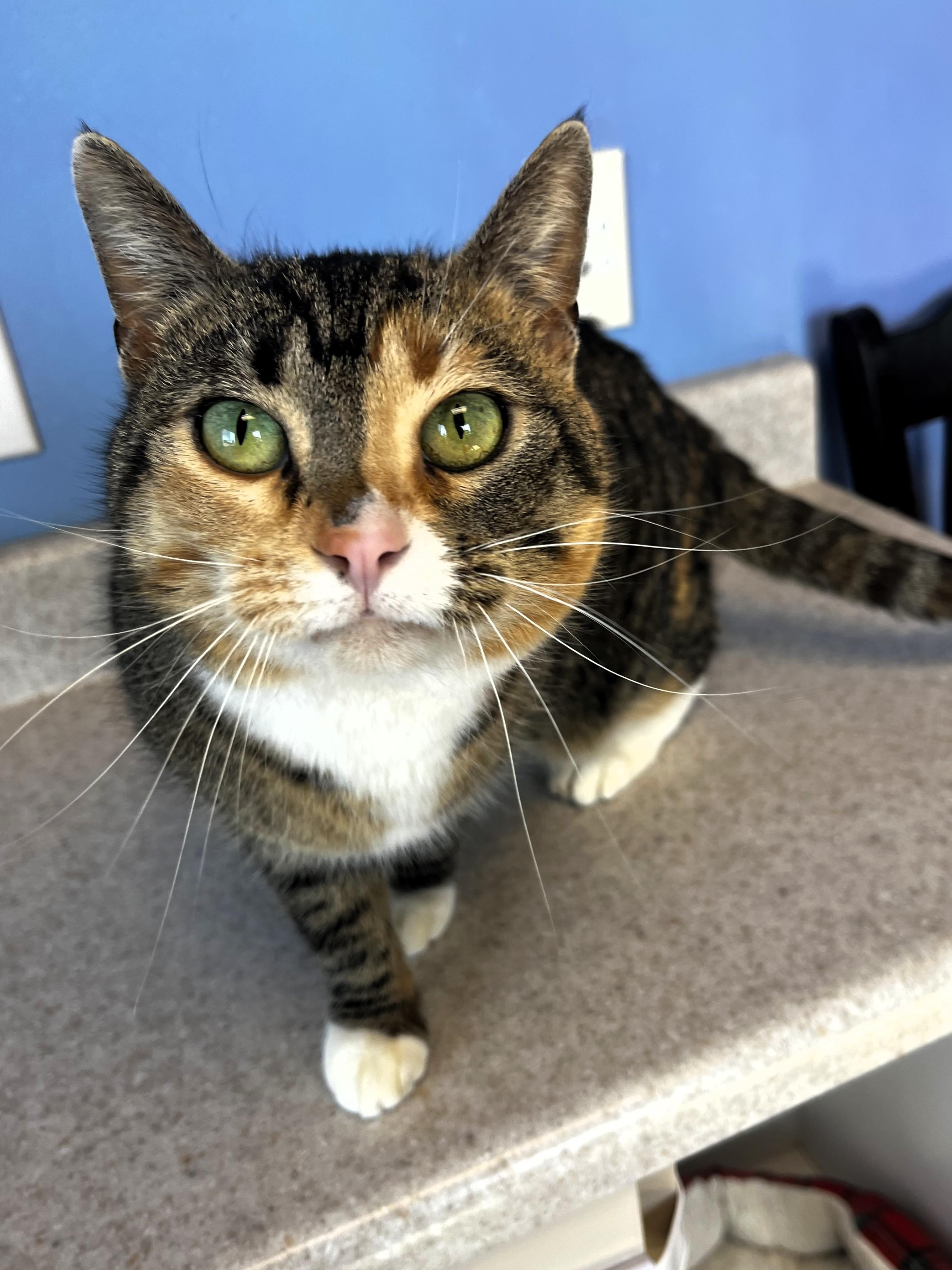 Enlarge Fauna, an adopted Domestic Short Hair in Brookings, SD image 2/2