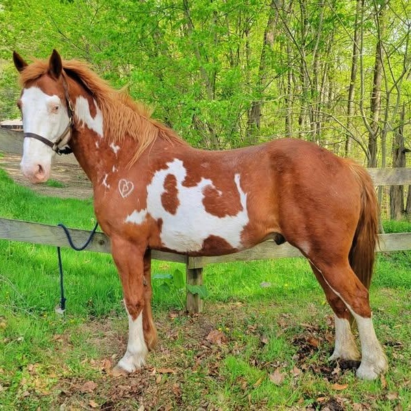 Brody - ATFO 2025 Showcase Division, Adult Male unknown