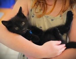 Enlarge OLIVER, a Adoptable Domestic Short Hair in Mankato, MN image 2/3