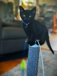 Enlarge OLIVER, a Adoptable Domestic Short Hair in Mankato, MN image 3/3