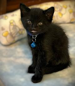 OLIVER, Adoptable, Kitten Male Domestic Short Hair.