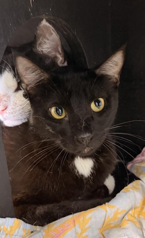 Enlarge Noah, a Adoptable mixed breed in Canton, GA image 1/1